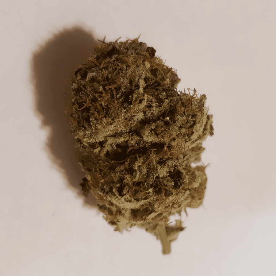 Black D.O.G. cannabis strain
